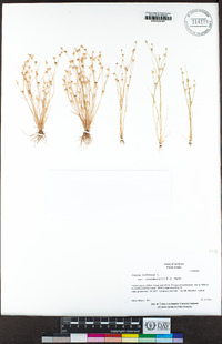 Juncus bufonius var. occidentalis image