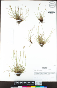 Juncus tenuis image