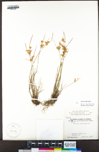 Juncus tenuis image