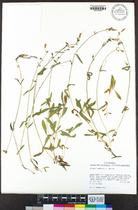 Silene lemmonii image