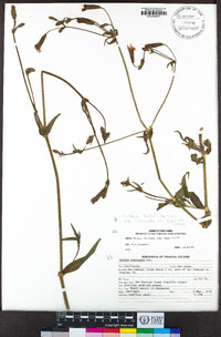 Silene laciniata subsp. laciniata image