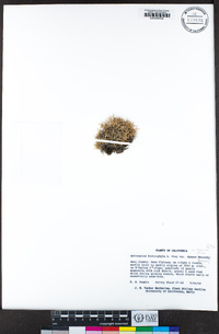 Astragalus kentrophyta var. danaus image