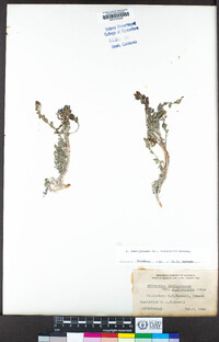 Astragalus lentiginosus var. variabilis image