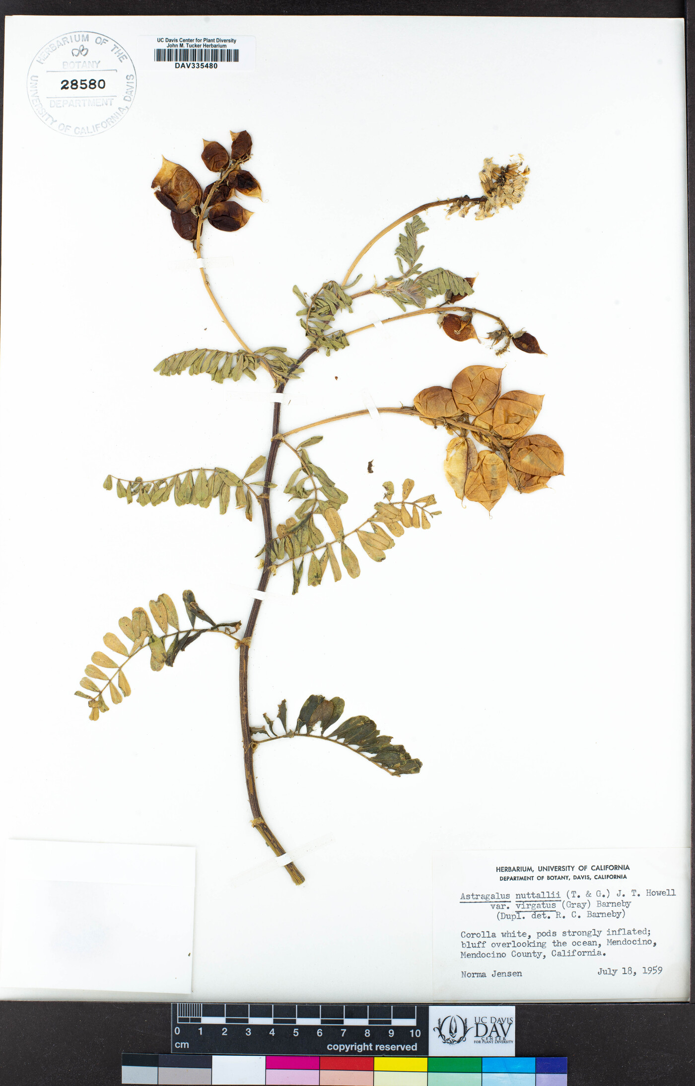 Astragalus nuttallii var. virgatus image