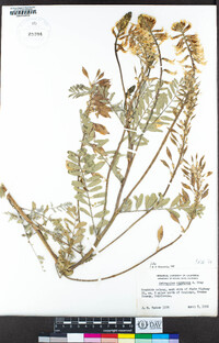 Astragalus oxyphysus image