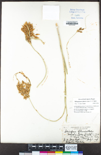 Bolboschoenus glaucus image