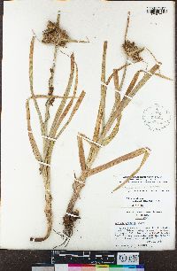 Bolboschoenus glaucus image