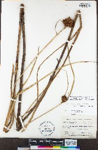 Bolboschoenus glaucus image