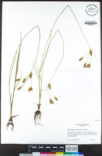 Bolboschoenus glaucus image