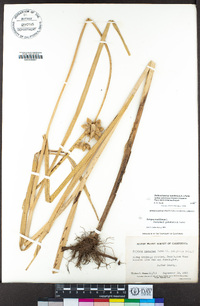 Bolboschoenus maritimus subsp. paludosus image