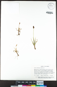 Carex albonigra image