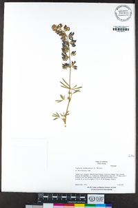 Lupinus andersonii image