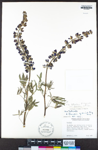 Lupinus latifolius image