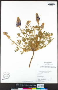 Lupinus lepidus var. sellulus image