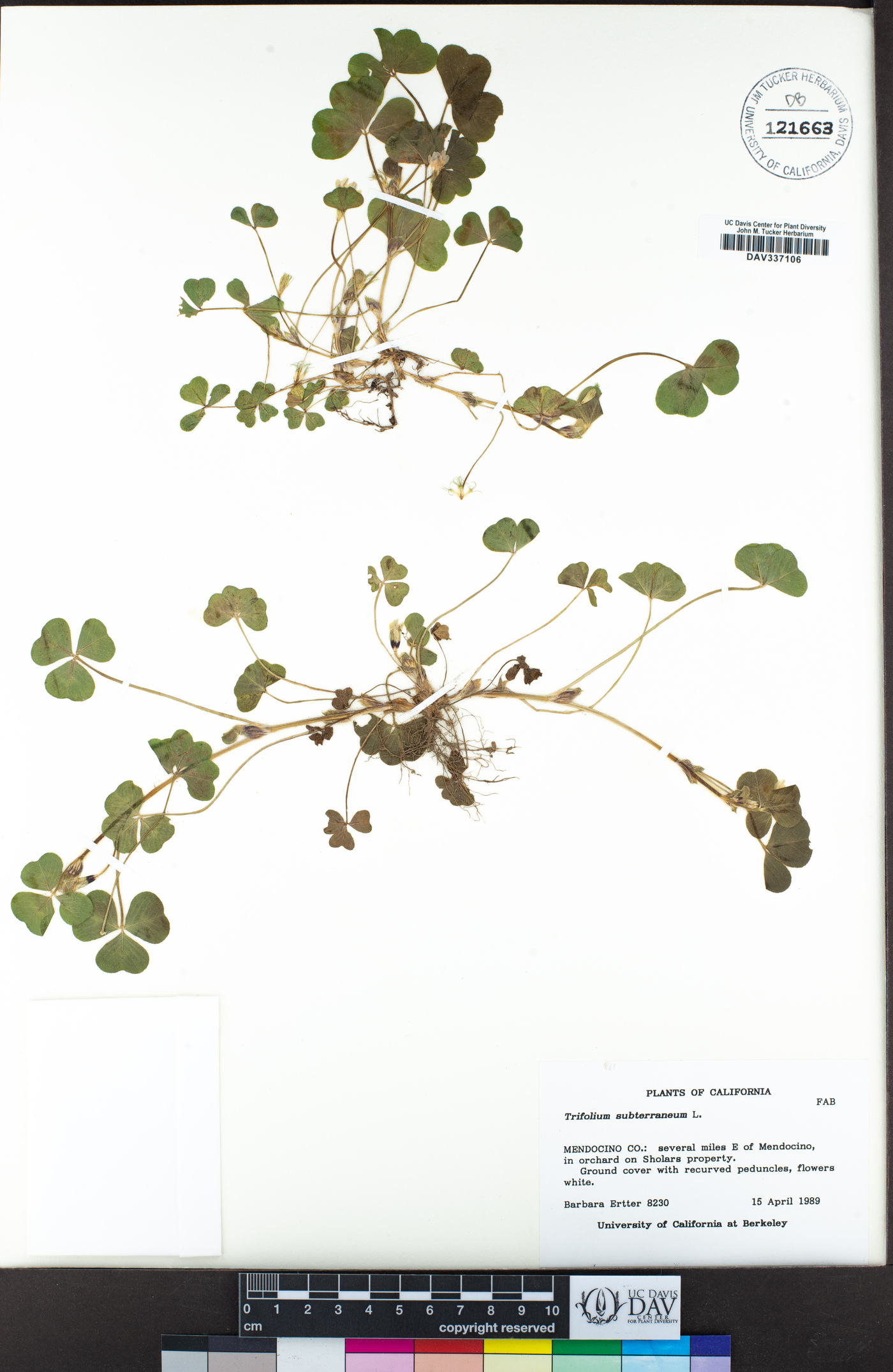 Trifolium subterraneum image