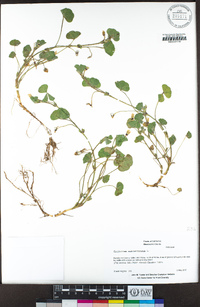 Trifolium subterraneum image