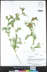 Vicia americana subsp. americana image