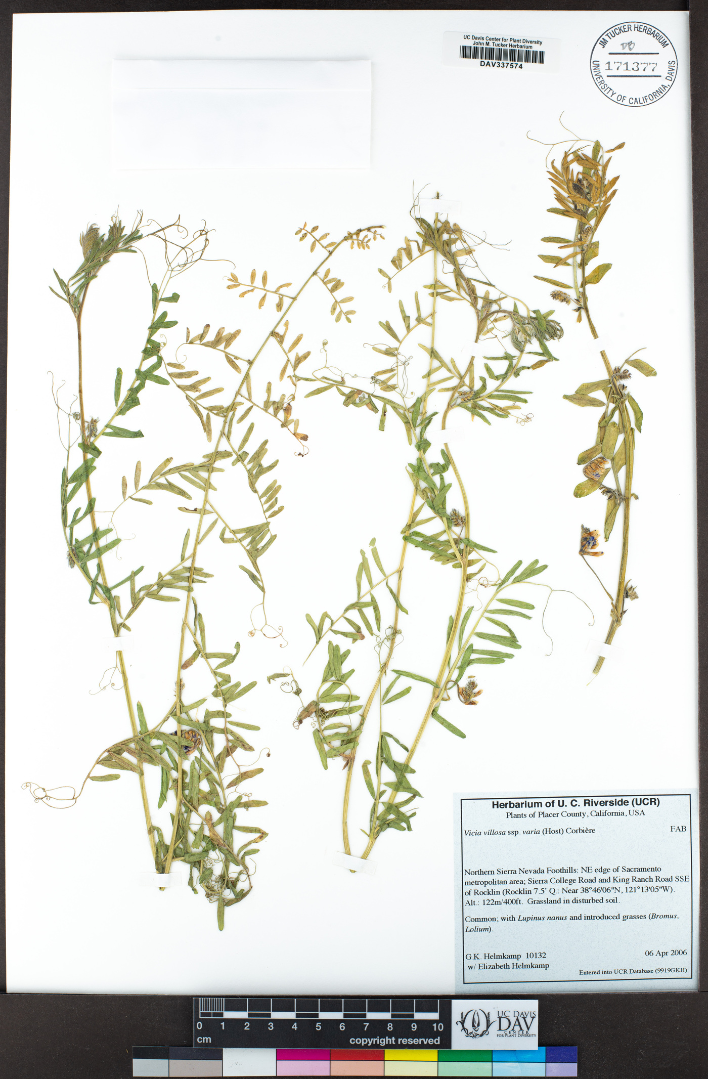 Vicia villosa subsp. varia image