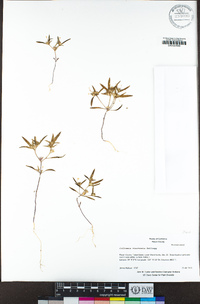 Collomia tinctoria image