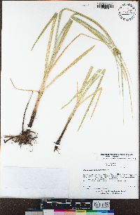 Bolboschoenus glaucus image