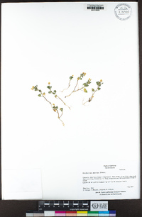 Trifolium dubium image