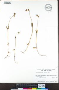 Plectritis ciliosa image