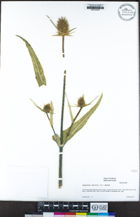 Dipsacus sativus image