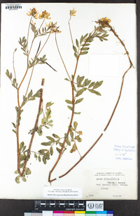 Hosackia oblongifolia image