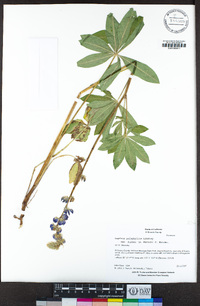 Lupinus polyphyllus image