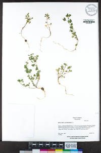 Medicago polymorpha image