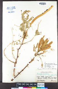 Prosopis glandulosa var. torreyana image