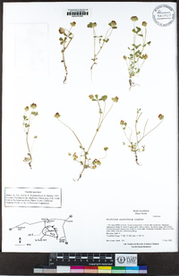 Trifolium cyathiferum image