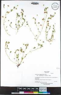 Trifolium depauperatum image