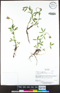 Trifolium longipes subsp. atrorubens image