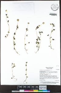 Trifolium microcephalum image