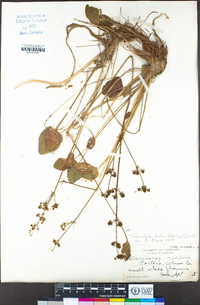 Echinodorus berteroi image