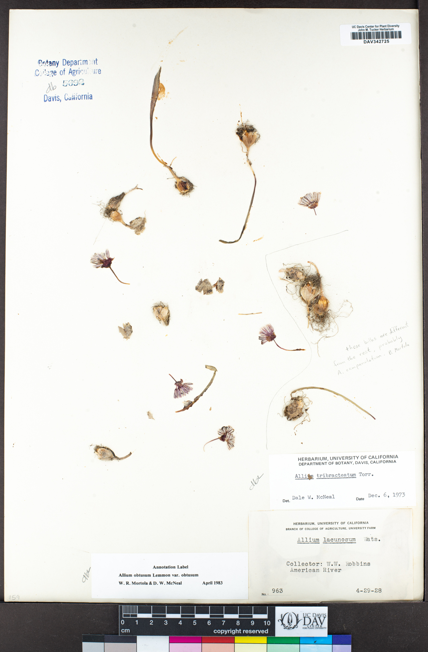 Allium obtusum var. obtusum image
