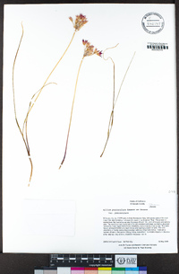 Allium peninsulare image