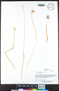 Allium sanbornii var. sanbornii image