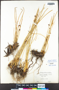 Juncus lescurii image