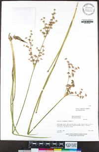 Juncus oxymeris image