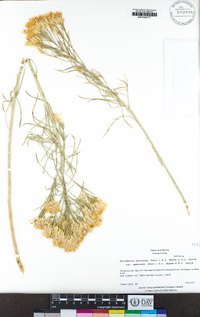 Ericameria nauseosa image