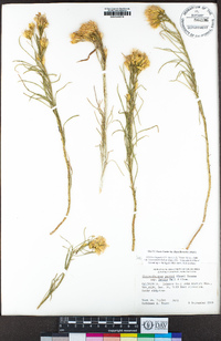 Ericameria parryi var. latior image