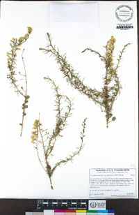 Ericameria palmeri var. pachylepis image
