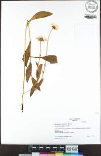 Erigeron coulteri image