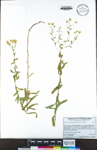 Erigeron inornatus image