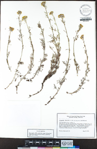 Eriophyllum confertiflorum image