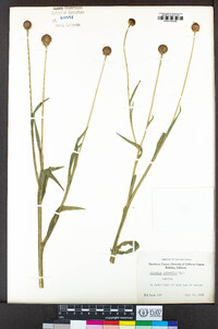 Helenium puberulum image