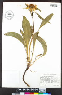 Helianthella castanea image