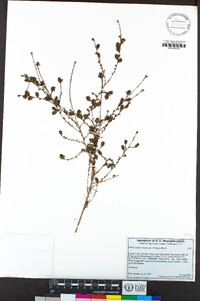 Holocarpha virgata subsp. elongata image